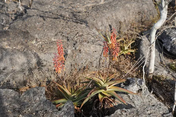 Socotra Adası Kuru Çöl Bölgesi 'nde Kızıl Çiçekli Vahşi Organik Aloe Vera, Yemen