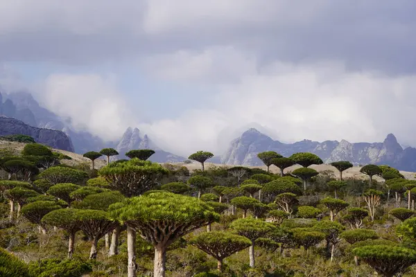 Egzotik Ejderha Kan Ağaçları Ormanı, Engebeli Dağlar ve Gizemli Bulut Arkaplanı Yemen 'deki Socotra Adası' nda Uzaylı Arazisi