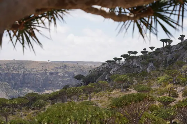 Egzotik Ejderha Kan Ağaçları Ormanı, Çiçeklenen Eşsiz Flora, Kuru Çöl ve Engebeli Dağ Arkaplanı - Socotra Adası, Yemen 'de Uzaylı Arazisi - Yüksek Çözünürlüklü Stok Fotoğrafı