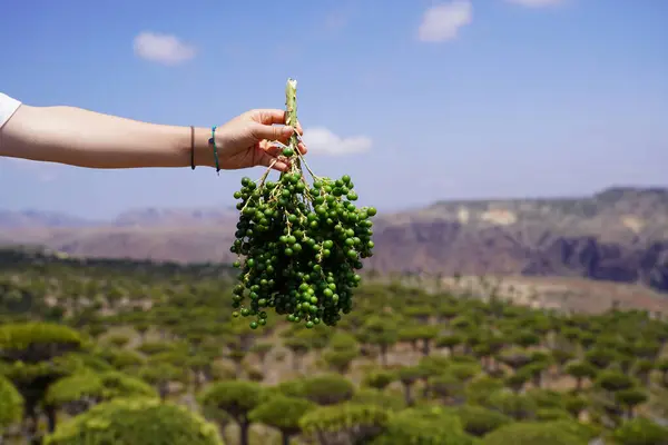 stock image Women Holding Unripe Fruit of Exotic Dragon Blood Trees Forest, Rugged Mountains and Dry Desert Background - Alien Landscape in Socotra Island, Yemen  Photo