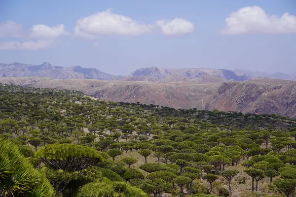 Egzotik Ejderha Kan Ağaçları Ormanı, Çiçeklenen Eşsiz Flora, Kuru Çöl ve Engebeli Dağ Arkaplanı - Socotra Adası, Yemen 'de Uzaylı Arazisi - Yüksek Çözünürlüklü Stok Fotoğrafı