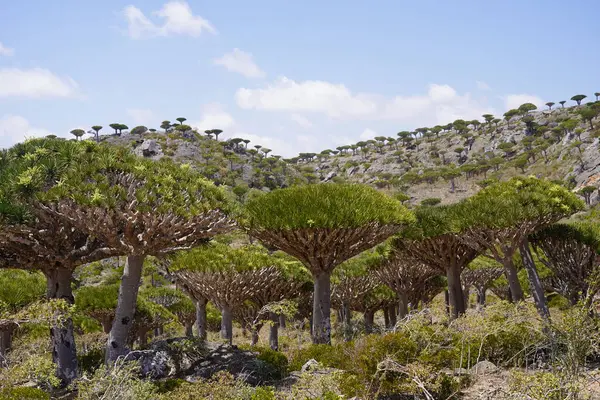 Egzotik Ejderha Kan Ağaçları Ormanı, Çiçeklenen Eşsiz Flora, Kuru Çöl ve Engebeli Dağ Arkaplanı - Socotra Adası, Yemen 'de Uzaylı Arazisi - Yüksek Çözünürlüklü Stok Fotoğrafı