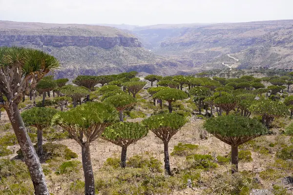 Yemen 'deki Socotra Adası' nın engebeli manzarasına ikonik Ejderha Kan Ağaçları (Dracaena cinnabari) geniş bir bakış açısı yayıldı. Bu eşsiz şemsiye şekilli ağaçlar, ejderha kanına benzeyen kırmızı reçineleriyle tanınırlar..