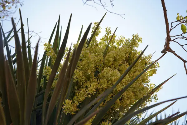 Çiçek açan Şişe Ağacı veya Pembe Çiçekli Çöl Gülü Socotra Adası, Yemen 'in Eşsiz Çölü Flora