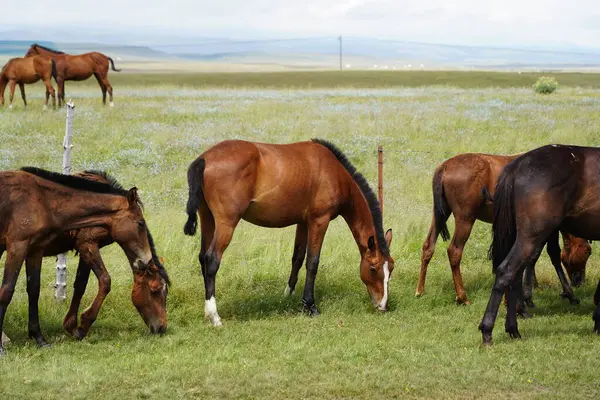 Çin, Xinjiang 'daki Dağların Arkaplanına Karşı Yeşil Çayırda Otlayan Atlar