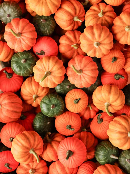Shora Ztvárnění Plného Rámu Složení Oranžově Zelené Růžové Pestrobarevné Odrůdy — Stock fotografie