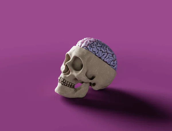 Odcięta Ludzka Czaszka Wydziurawionym Mózgiem Fioletowym Tle Silnymi Cieniami Minimalistyczna — Zdjęcie stockowe