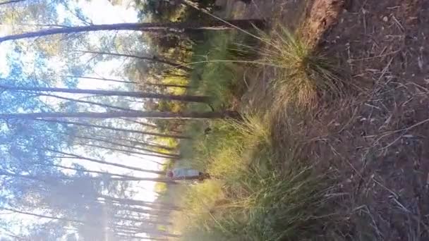 Woman Walks Her Pet Trees Sun Rays Illuminating Her — Stok video