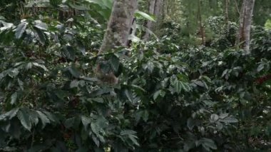 Peru 'nun orta ormanındaki Villa Rica kasabasında bir kahve çiftliği..