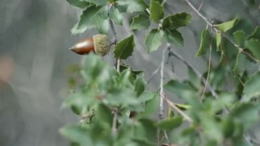 Orman bitkileri düşüşle değişmeye başlıyor..