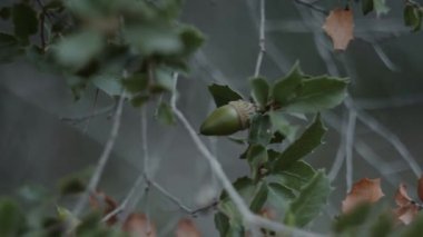 Doğa sonbahar sezon.