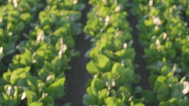 Gün batımında ıspanak tarlasına yaklaş..