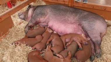 Hayvancılık fuarında yavrularının yanında uyuyan koca bir domuz..