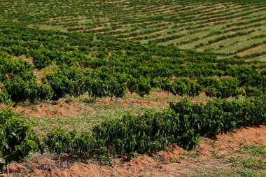 Brezilya 'da erken dönem tarım yapan kahve tarlasına sahip bir çiftlik.