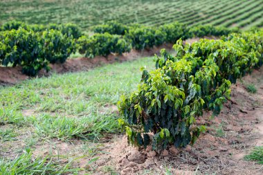 Brezilya 'da erken dönem tarım yapan kahve tarlasına sahip bir çiftlik.