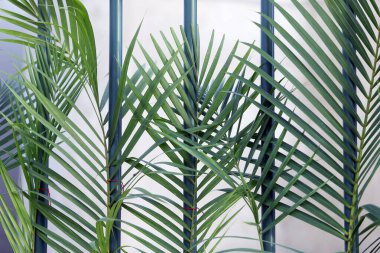 Kutsal hafta. Dallar yeşil alana ayarlandı. Geleneksel Katolik kutlaması Palm Sunday. Hristiyan inancı Dini sembol.