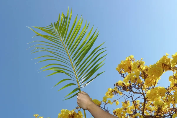 Ręka Trzyma Gałąź Niebieskim Tle Nieba Obchodach Niedzieli Palmowej Wielki — Zdjęcie stockowe