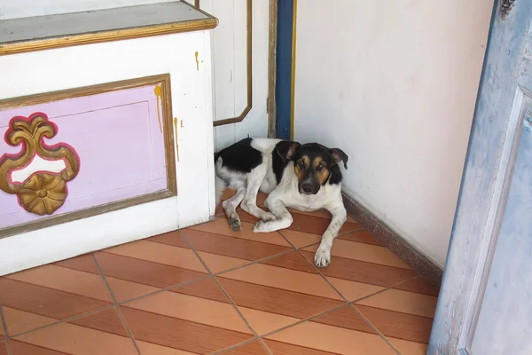 Mittelgroßer Hund Der Auf Dem Boden Des Hauses Liegt Und — Stockfoto