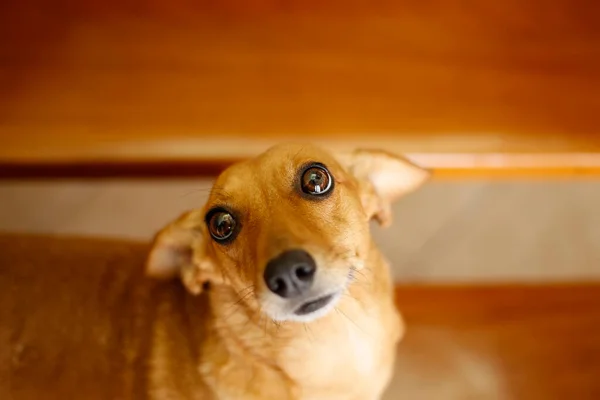 Kleine Dier Teckel Puppy Attente Met Actieve Kijk Omhoog Oren — Stockfoto