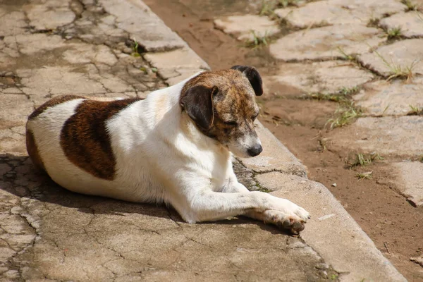 Ruhiger Streunender Hund Der Der Dachrinne Posiert — Stockfoto