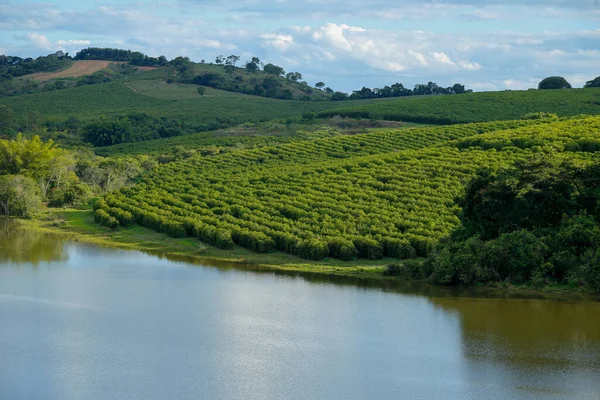 Utsikt Över Kaffe Produktionsområdet Brasilien Delstaten Minas Gerais Gröda Nära Stockbild