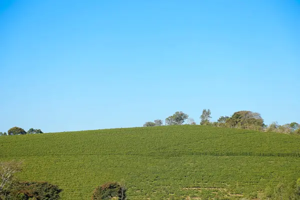 stock image landscape with coffee tree and intense blue sky - coffee farm - coffee growing