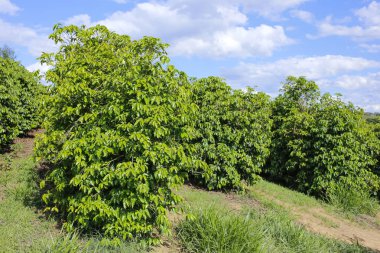 Kahve tarımı: verimli tarım. Bereketli yeşil kahve sıralarının huzurlu manzarası