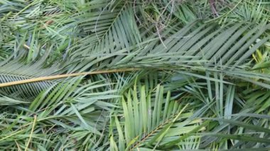 Kutsal hafta. Geleneksel Katolik kutlaması Palm Sunday. Hristiyan inancı Dini sembol