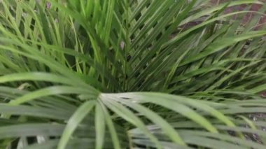 Kutsal hafta. Geleneksel Katolik kutlaması Palm Sunday. Hristiyan inancı Dini sembol