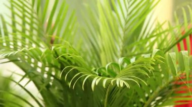 Kutsal hafta. Geleneksel Katolik kutlaması Palm Sunday. Hristiyan inancı Dini sembol