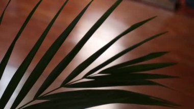 Kutsal hafta. Geleneksel Katolik kutlaması Palm Sunday. Hristiyan inancı Dini sembol