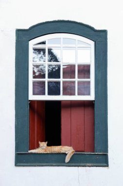 Kürklü sarı kedi eski yeşil pencerede uyuyor