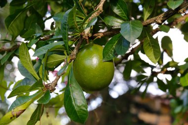 Berenuk Crescentia cujete tropikal ormanlarda yetişen büyük yeşil meyvelere sahiptir.