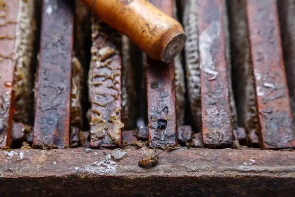 Bal peteği ve arı dinlenme kutuları, doğal ve zanaatkar bal üretimi, arıcılık, doğa ve sağlıklı yiyecek temaları için mükemmel.