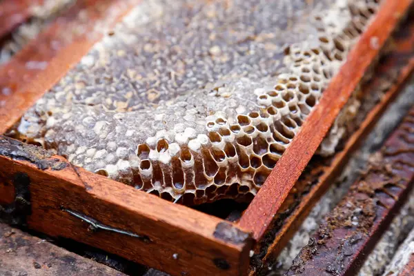 Bal peteğinin ahşap çerçevedeki detaylı görüntüsü arıcılık, doğa, doğal gıda ve sürdürülebilirlik projeleri için mükemmel.