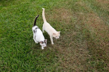 Açık renkli iki kedi, sakin bir ortamda dikkatlice yürüyorlar. Merak, arkadaşlık ve doğa taşıyan projeler için ideal görüntü