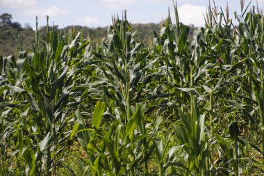Açık alandaki sağlıklı mısır bitkilerinin yakından görüşü tarım, hasat ve sürdürülebilir üretim için mükemmel.