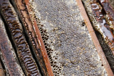 Taze bal petekleri olan kutular, arıcılık, doğal üretim, sağlıklı gıdalar ve çevresel sürdürülebilirlik projeleri için mükemmel.