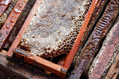 Altın bal dolu kutular, arıcılık, doğal gıdalar, sağlık ve sürdürülebilirlik konuları için mükemmel.