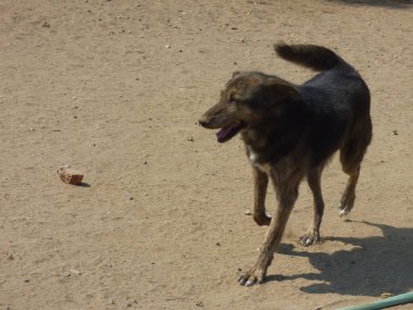 Kahverengi köpek ve doğa
