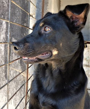 Kara köpek ve barınak