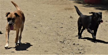 İki yaşlı köpek koşuyor.