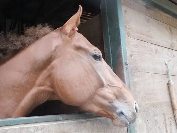 stock image  brown equestrian horse  portrait