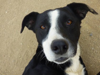  siyah yaşlı köpek portresi