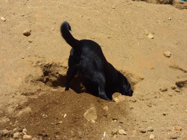 Siyah köpek kumu kazıyor.