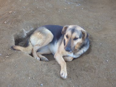 Old dog resting on sand