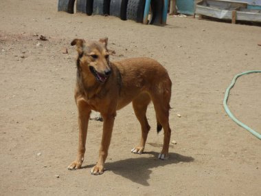 Brown dog standing on sand