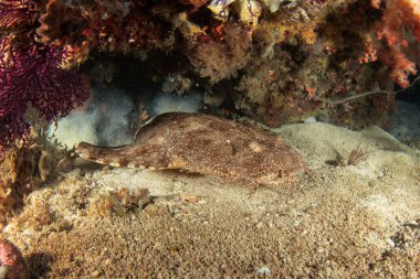 Tasselled wobbegong altta yatıyor. Raja Ampat 'taki dalış sırasında Eucrossorhinus dasypogon. Endonezyalı köpekbalıkları. Wobbegong okyanusta saklanıyor.. 