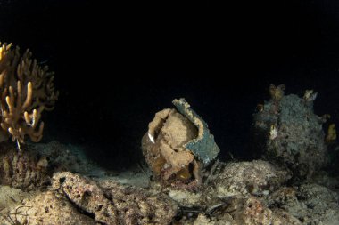 De Haan 'ın sünger yengeci gece dalışı sırasında dipte yürüyor. Raja Ampat 'ta Lauridromia dehaani. Kahverengi büyük deniz yengeci mercanda hareket ediyor.. 