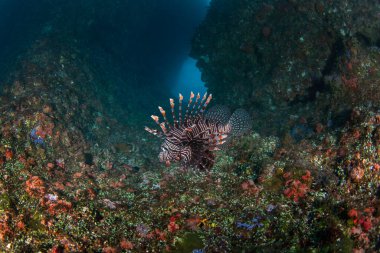 Raja Ampat 'taki dalış sırasında kırmızı aslan balığı. Omurga aslanı resifte avlanıyor. Altta aslan balığı var. Beyaz çizgili ve uzun yüzgeçli zehirli kırmızı balık..